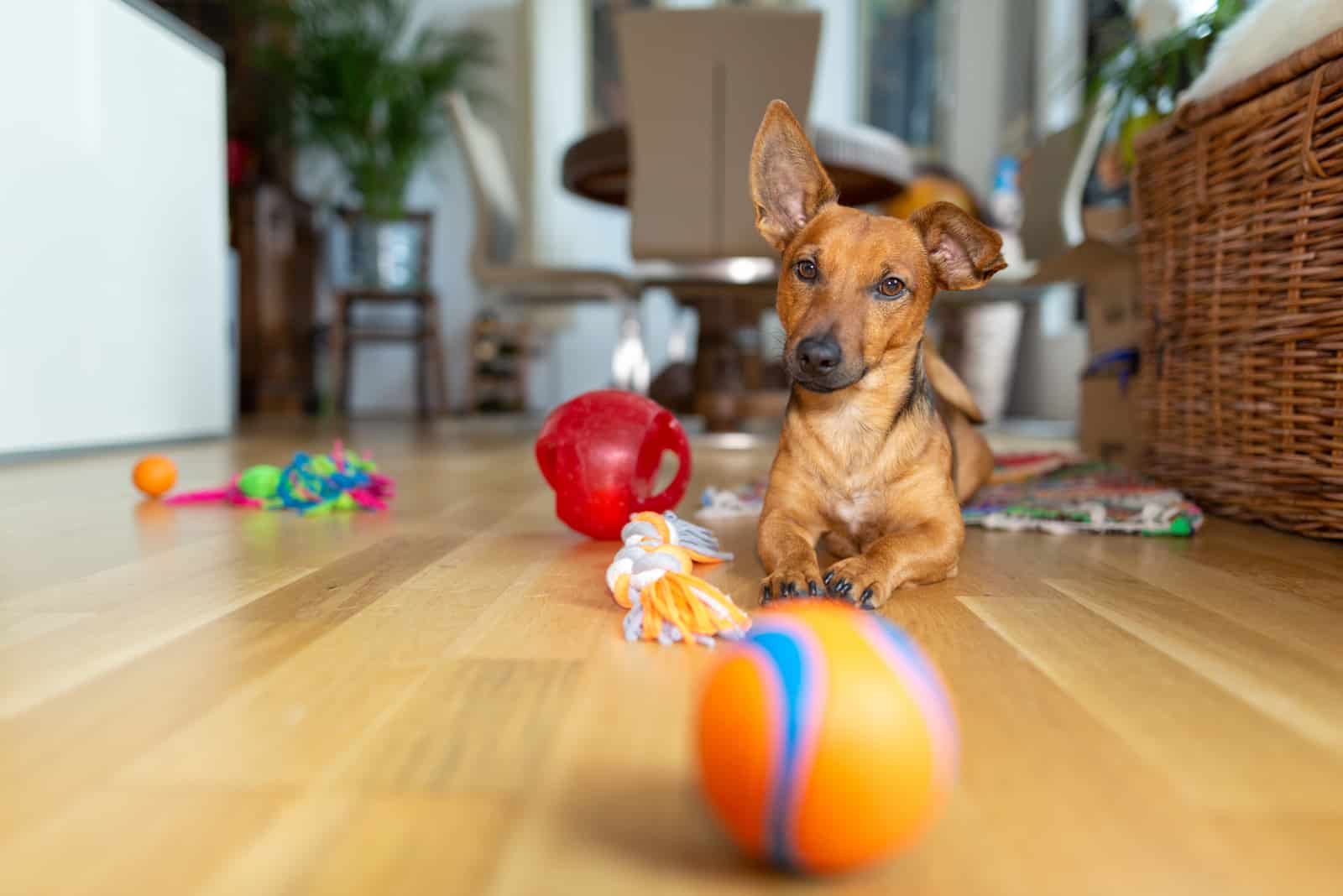 Ein kleiner Hund liegt auf dem Boden des Raumes neben seinen Spielsachen