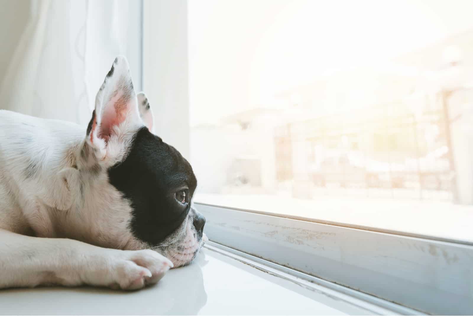 Eine französische Bulldogge liegt am Fenster