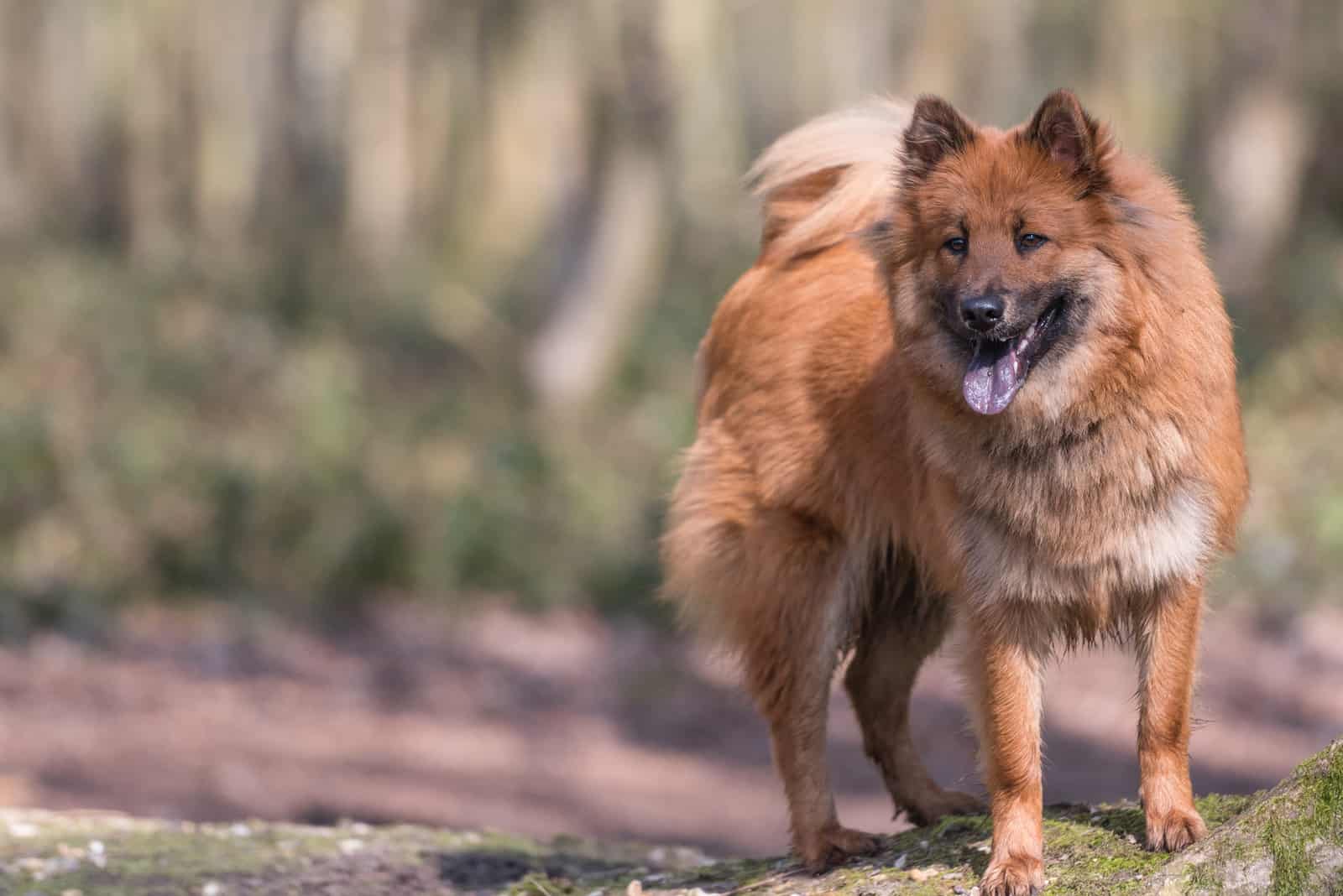Eurasier Hund draußen 