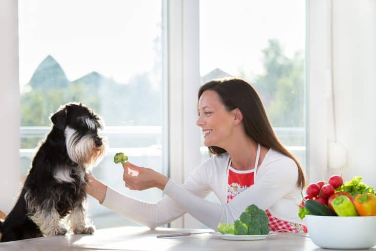 Kohlgemüse im Futternapf Dürfen Hunde Brokkoli essen?