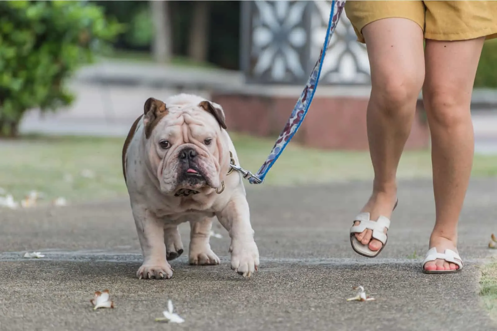 Frau und fette englische Bulldogge gehen