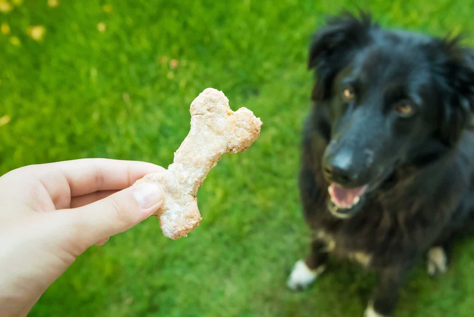 Fütterung eines glücklichen Hundes mit Leckereien