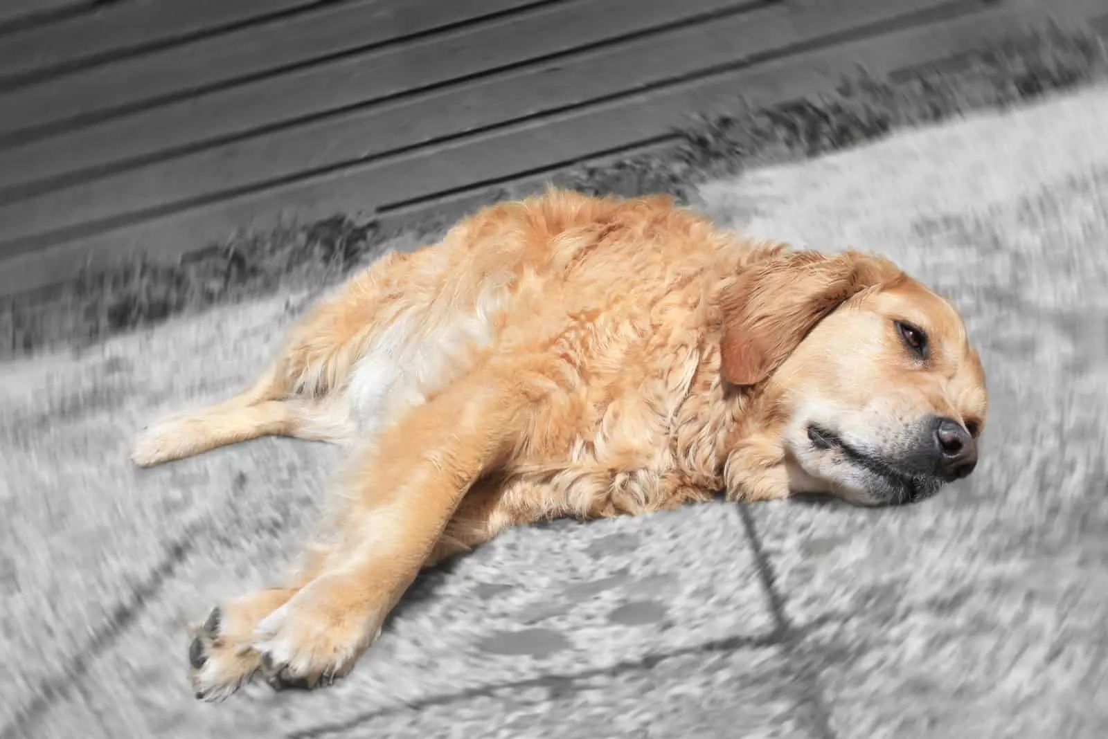 Gestresster, kranker Golden Retriever-Hund auf monochromem Hintergrund