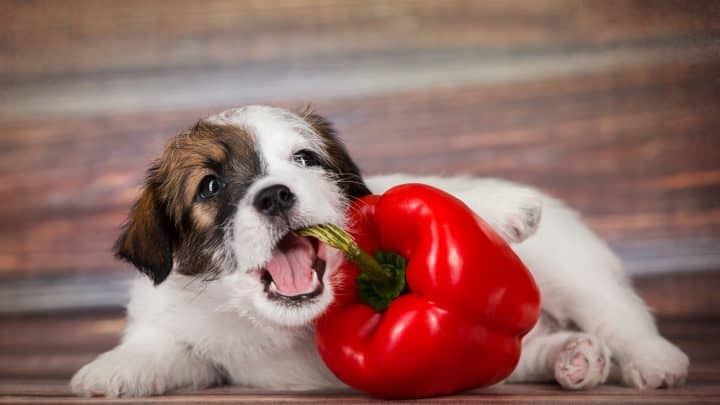 Grün, Rot oder Gelb – Die Qual der Wahl: Dürfen Hunde Paprika essen?