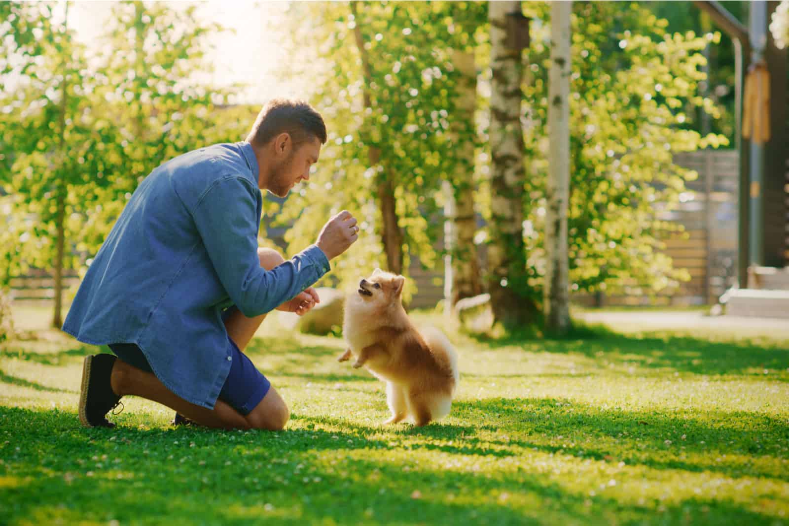Hübscher Mann spielt mit niedlichem kleinen pommerschen Hund