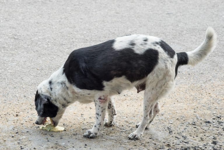 Du willst den Hund im Auto lassen? Mach dich auf was gefasst!