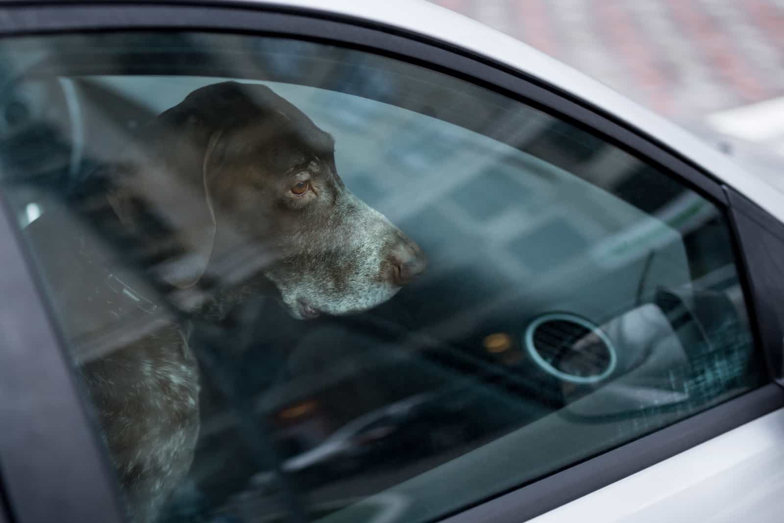 Hund allein im verschlossenen Auto gelassen