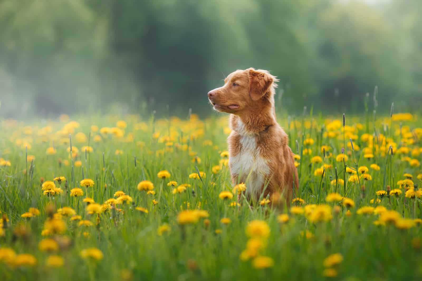 Hund auf einem Feld im Sommer