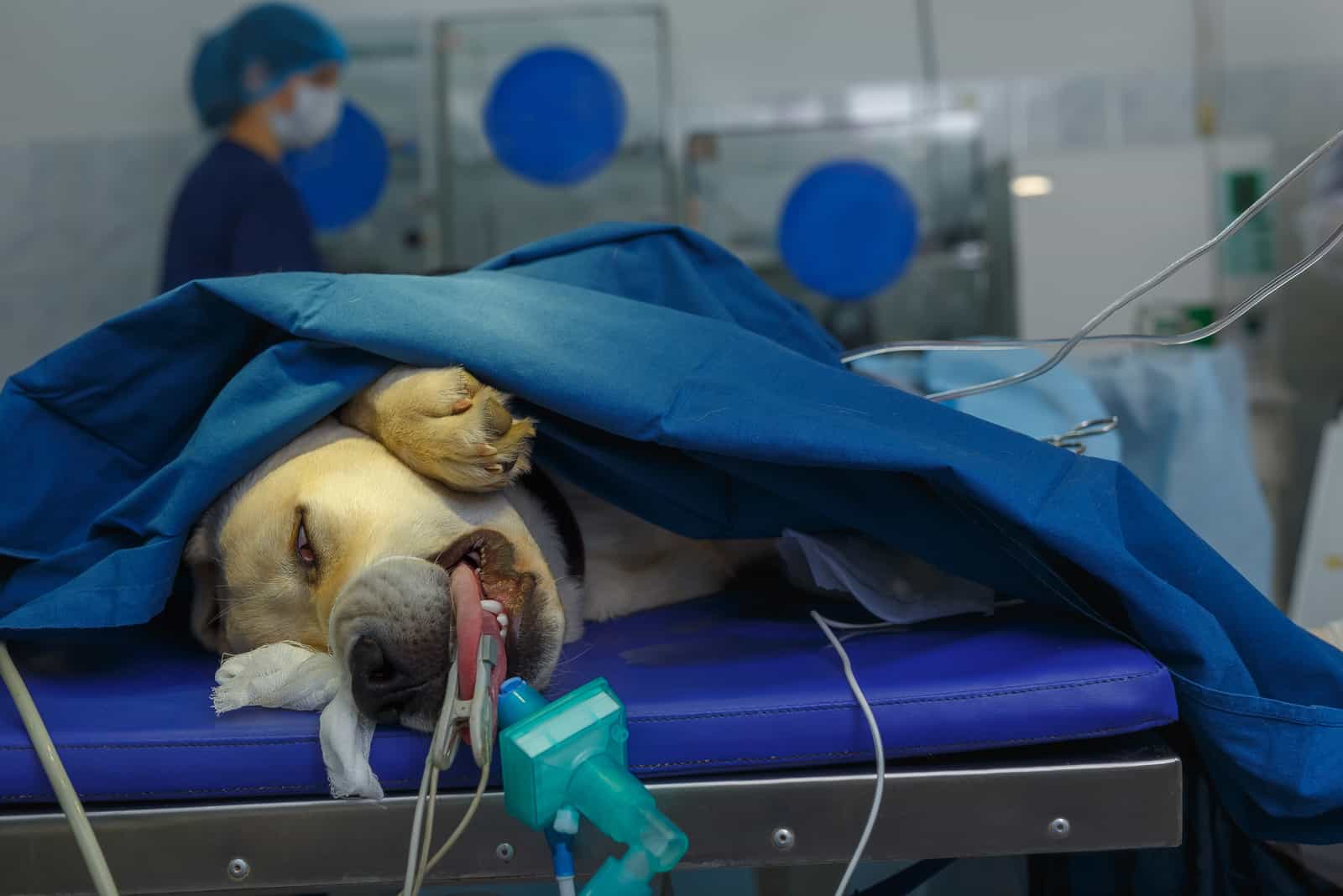 Hund bei der Operation