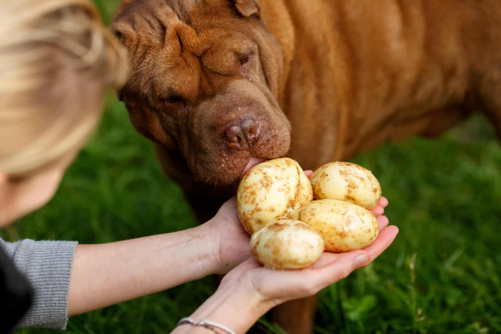 Hund, der Kartoffel isst