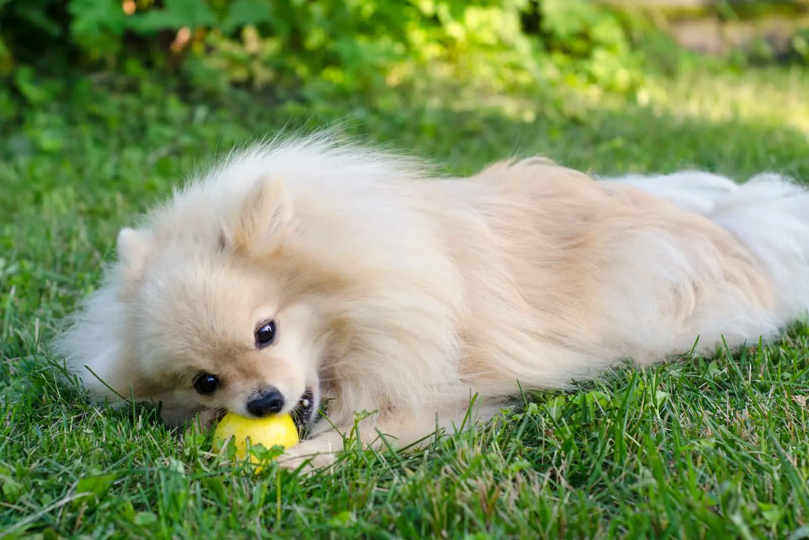 Hund, der auf Gras liegt, das Birne isst
