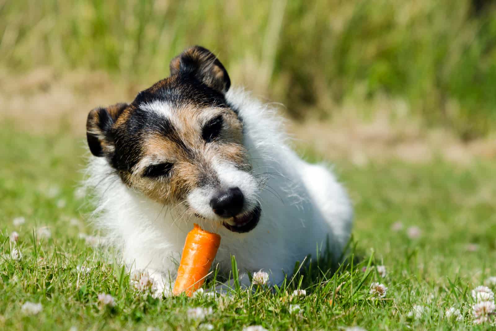 Hund, der eine rohe Karotte isst