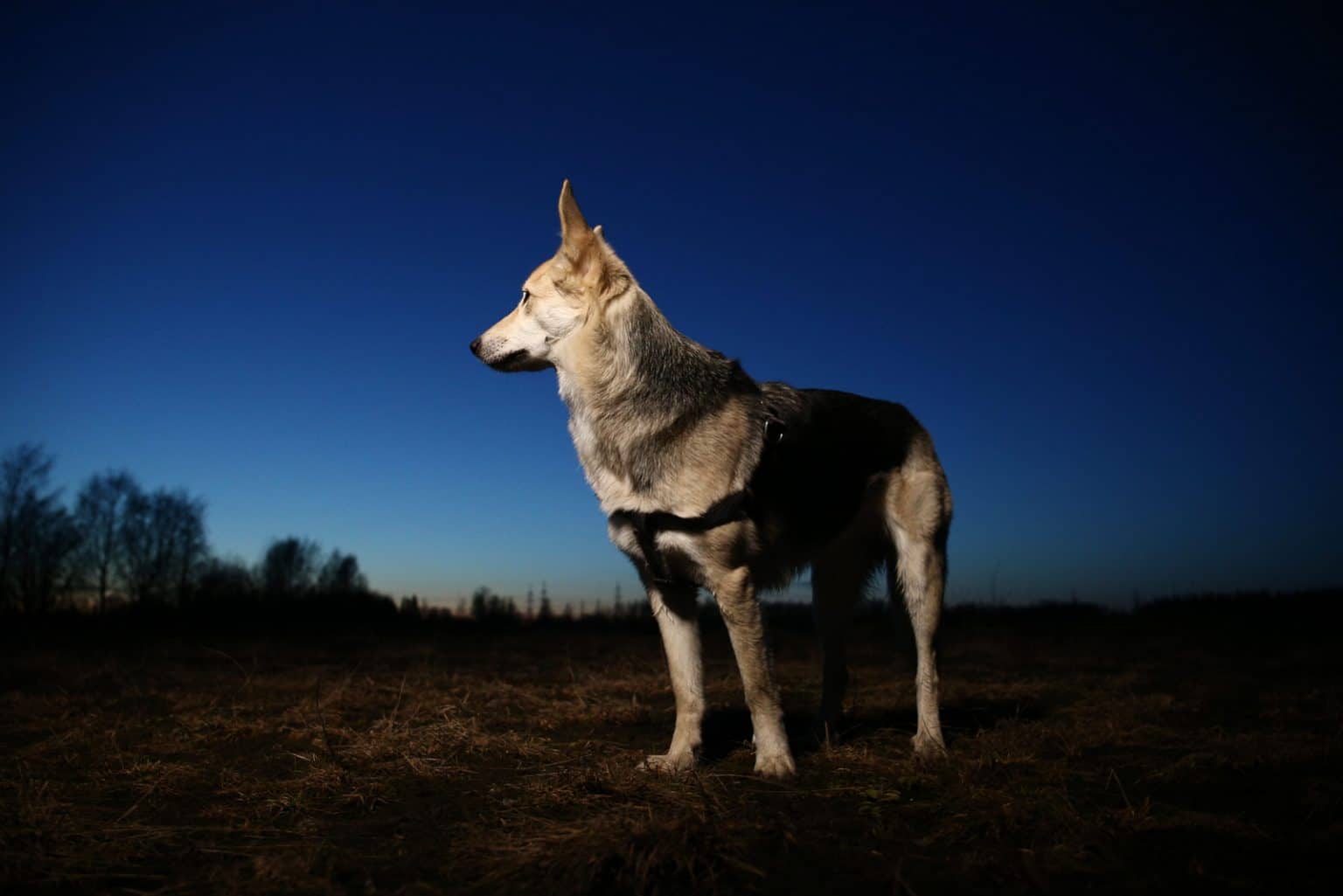 Können Hunde Farben sehen oder ist das nur Jägerlatein?