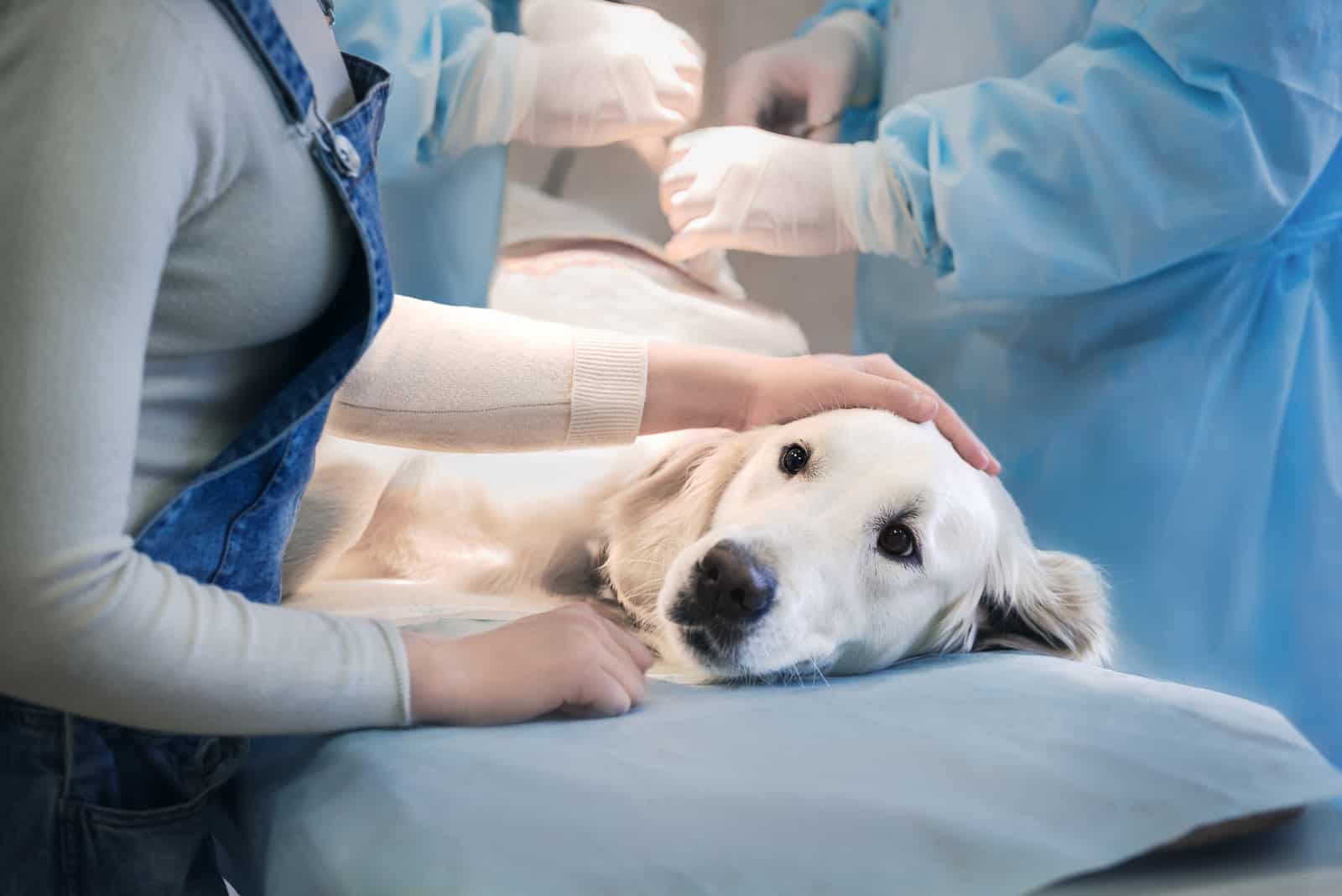 Hund in der Tierklinik