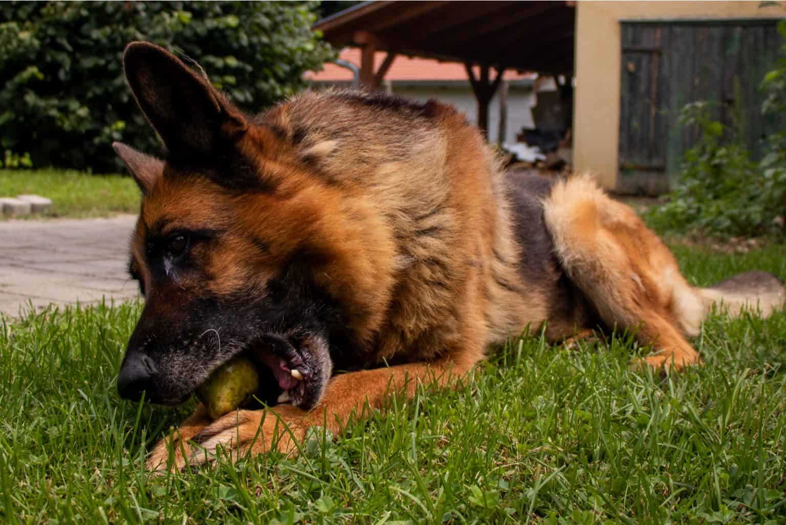 Dürfen Hunde Birnen essen? Wie Vitamine im Futternapf landen