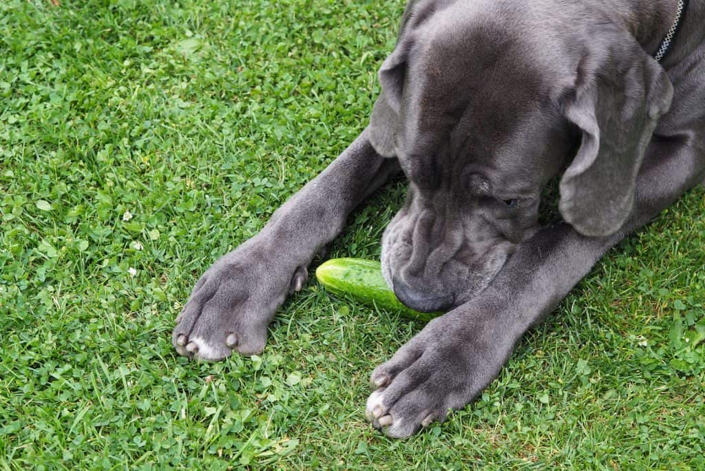 Sommer, Sonne und Hundeernährung Dürfen Hunde Gurken essen?