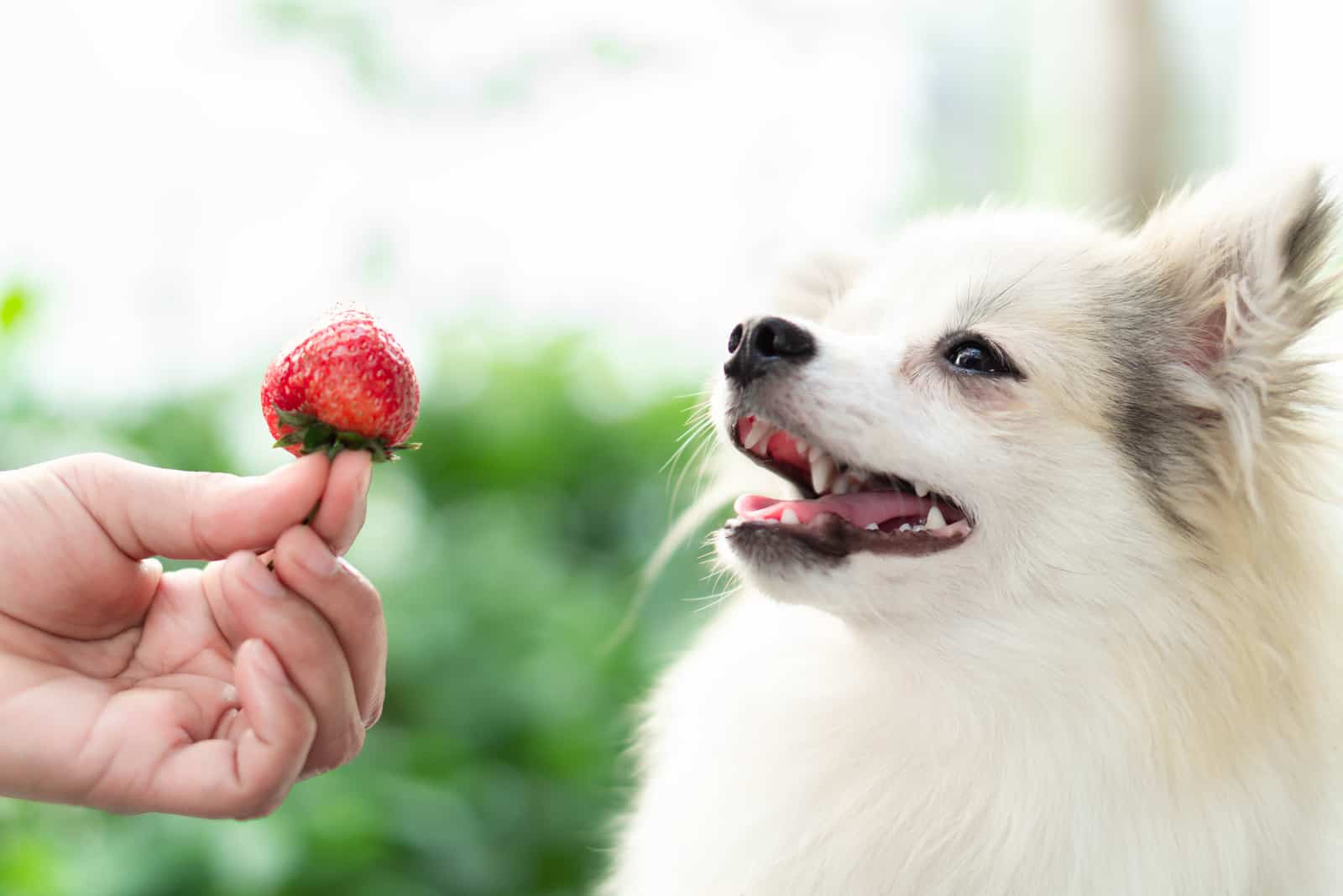 Hund sucht rote Erdbeere in der Hand