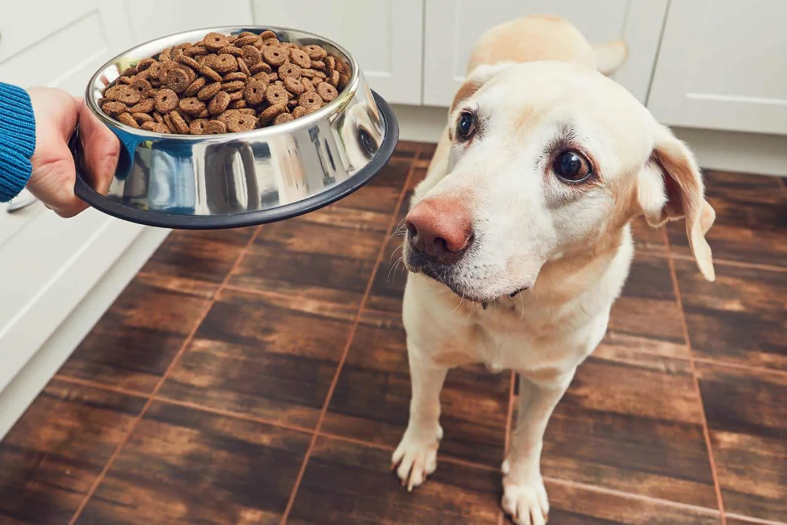 Hund wartet auf Futter