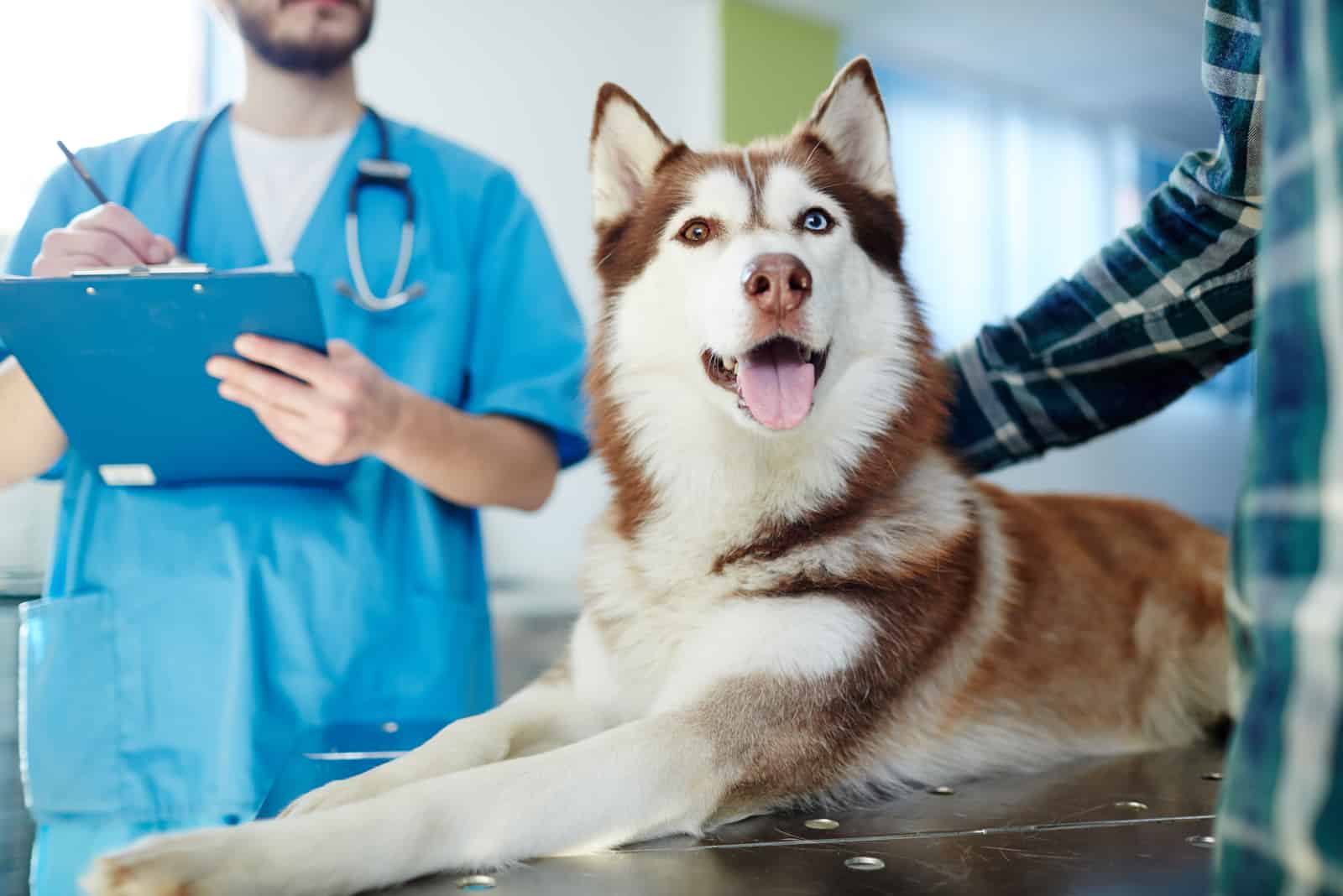 Huskys bei Untersuchung durch einen Tierarzt