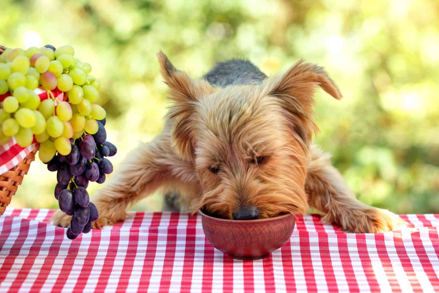 Dürfen Hunde Kartoffeln essen? Grundkenntnisse einer gesunden Ernährung