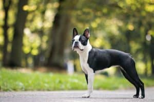 Boston Terrier im Park