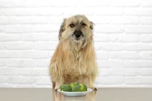 Hund sitzt vor Brokkoli