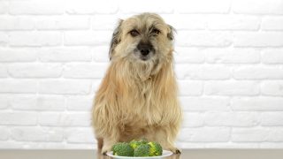 Hund sitzt vor Brokkoli