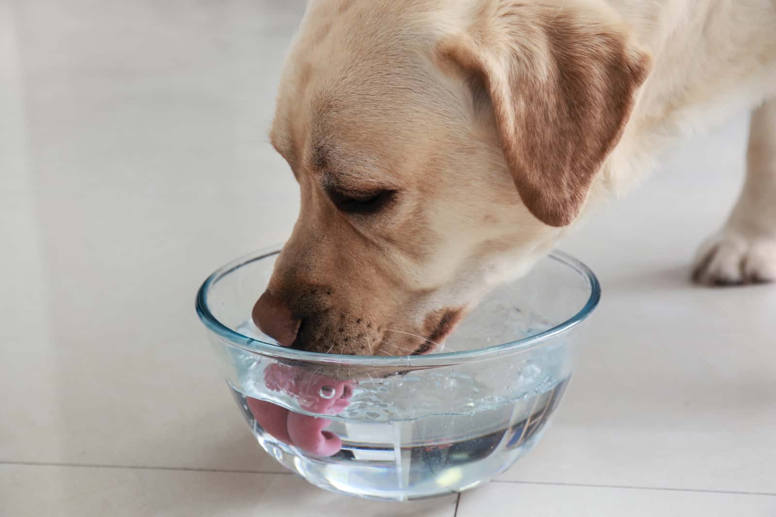 Labrador Retriever Trinkwasser zu Hause