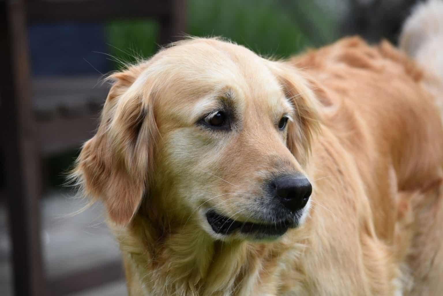 Dürfen Hunde Birnen essen? Wie Vitamine im Futternapf landen