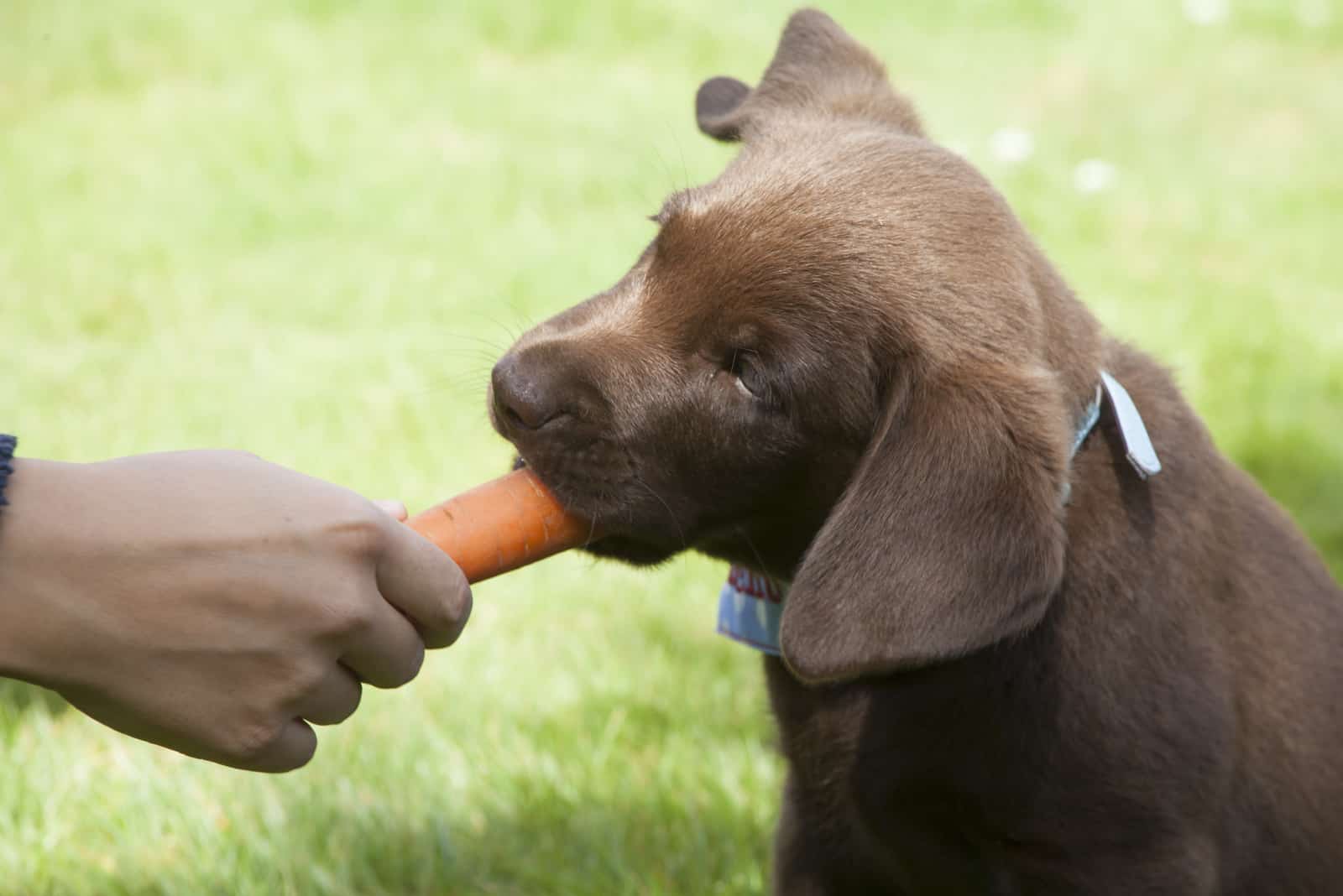 Labrador Welpe isst eine Karotte