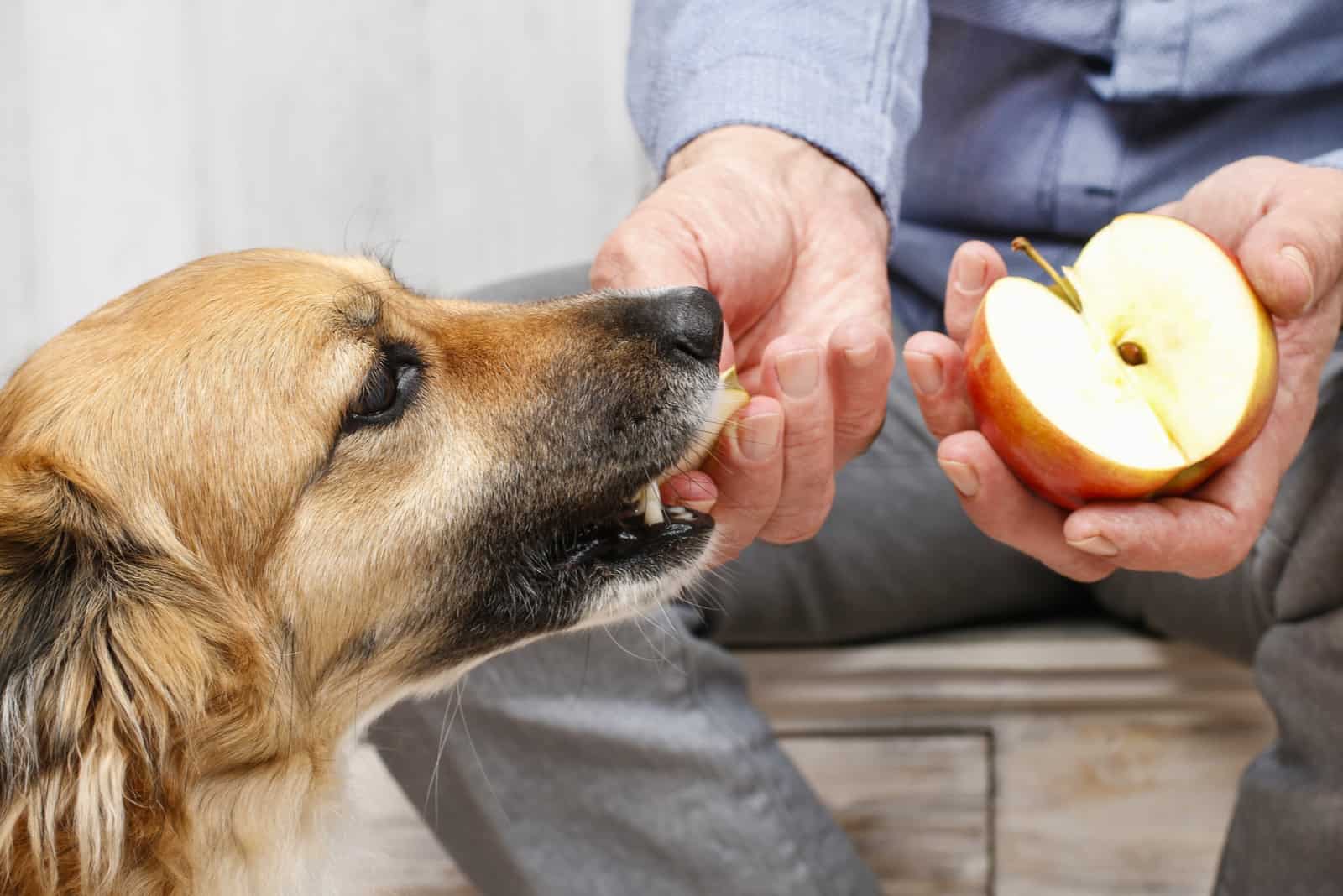 Mann füttert seinen schönen Hund