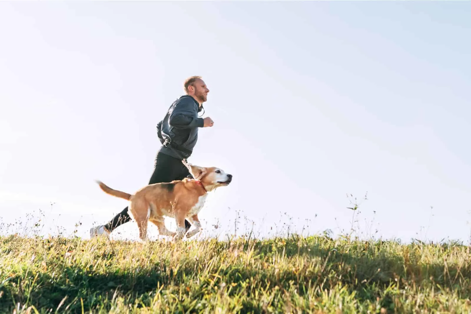 Mann rennt mit seinem Beagle-Hund