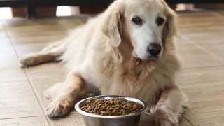 Trauriger Golden Retriever Hund langweilen sich vom Essen