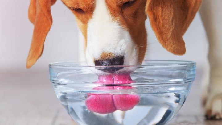 Mein Hund trinkt viel Wasser – Ist das normal?