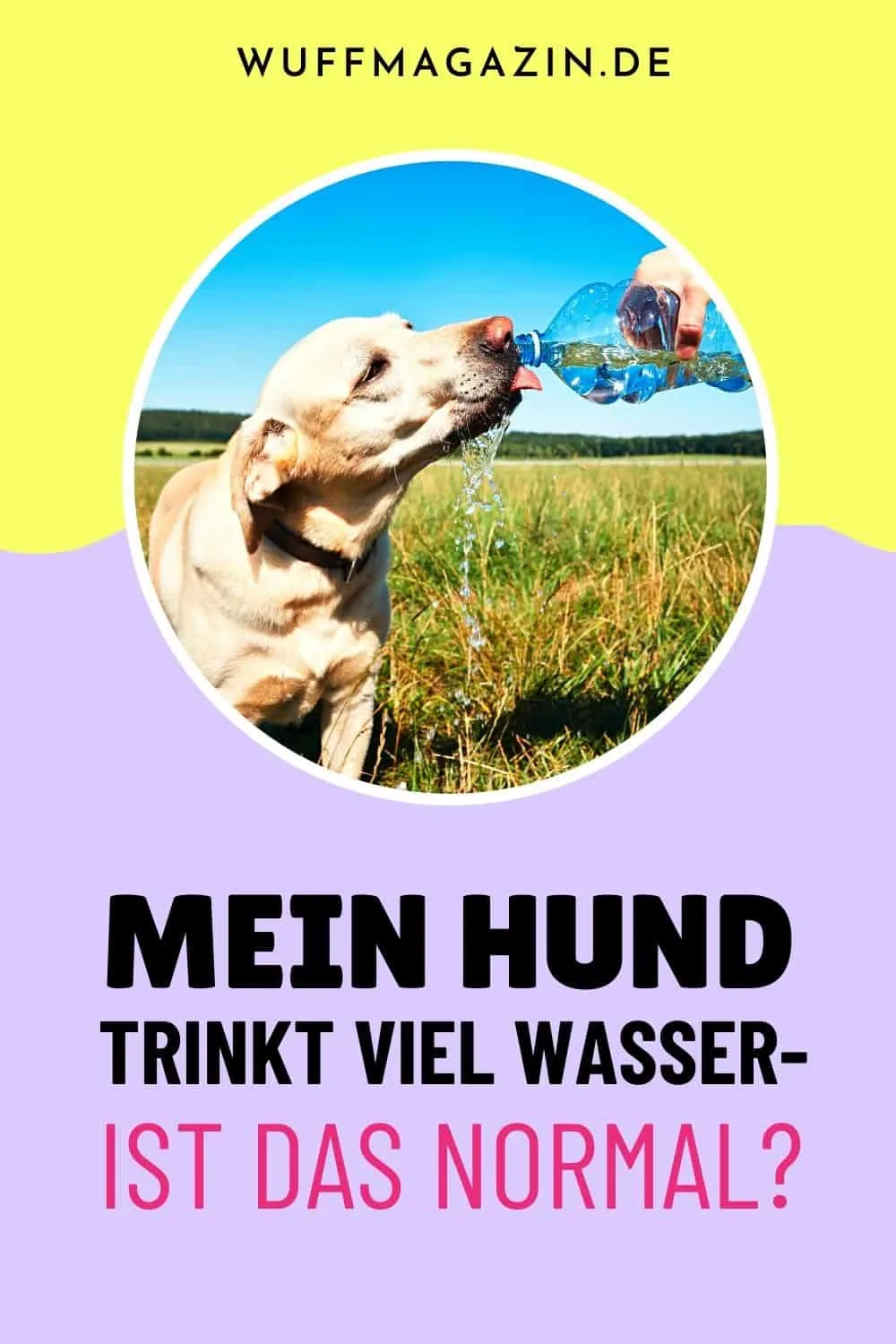 Mein Hund trinkt viel Wasser - Ist das normal