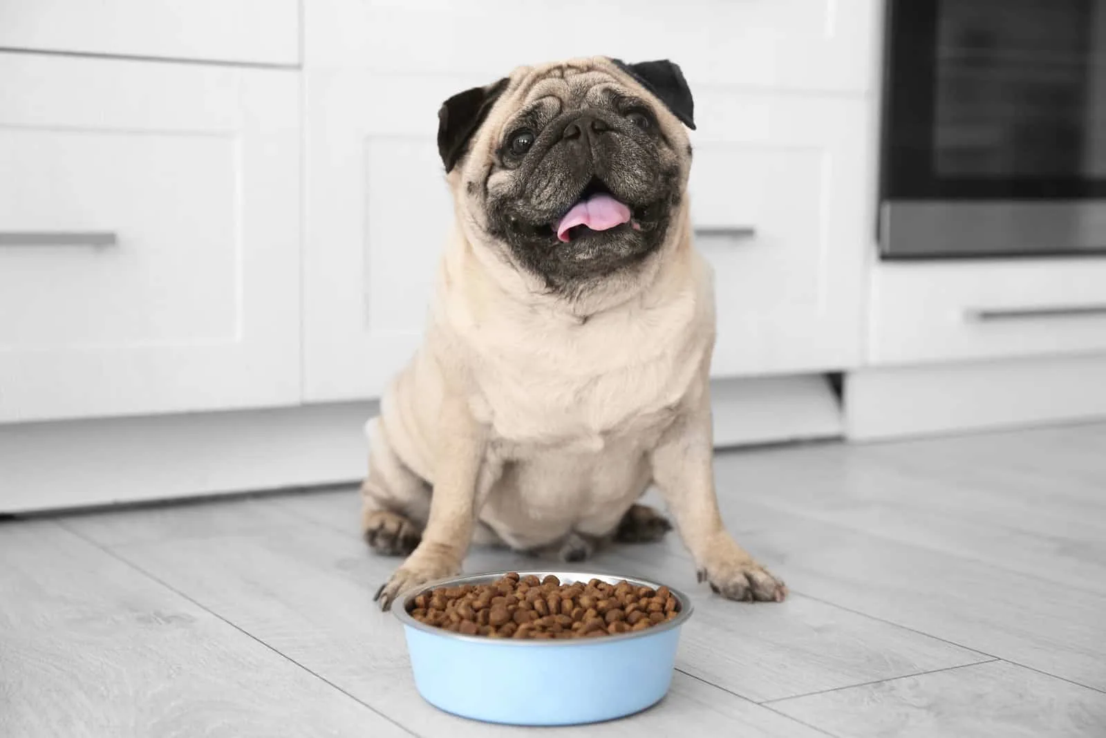 Netter übergewichtiger Mops und Schüssel voll Essen auf dem Boden zu Hause