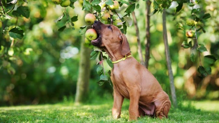 Obstsorten für Vierbeiner: Dürfen Hunde Äpfel essen?