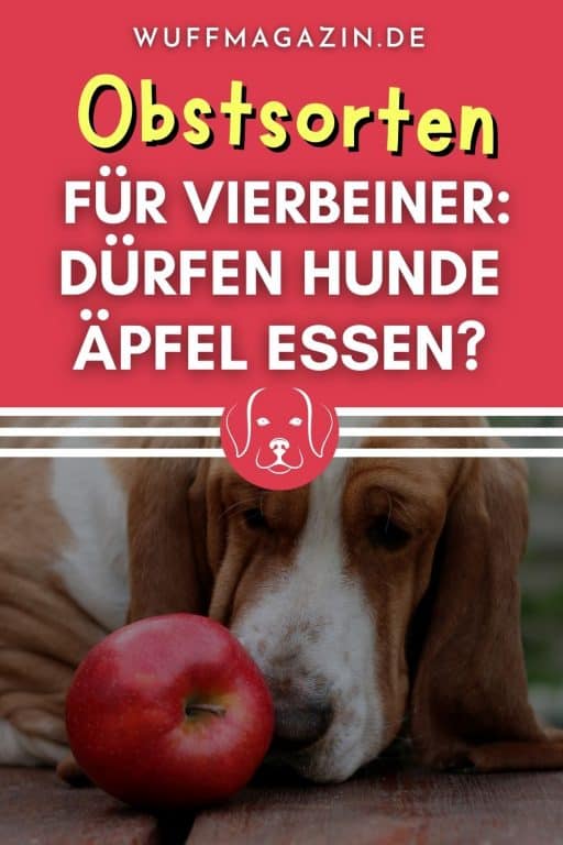 Obstsorten für Vierbeiner Dürfen Hunde Äpfel essen?