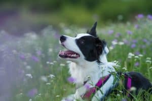 Border Coli wird im Gras gespielt