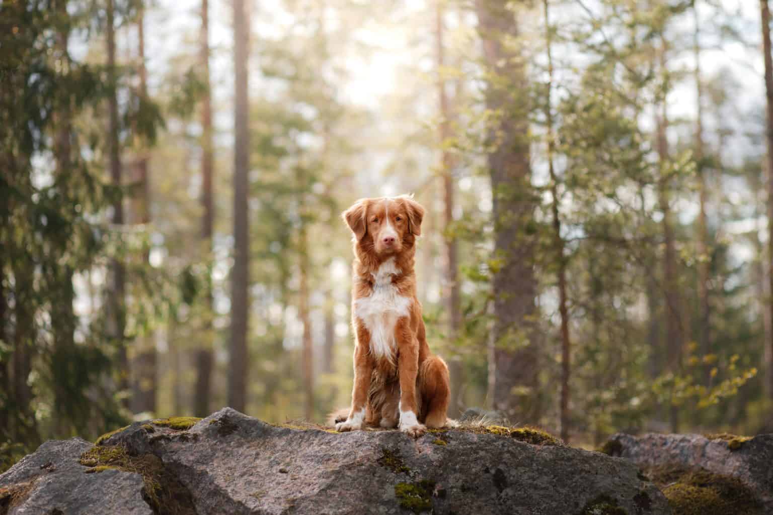 Dürfen Hunde Birnen essen? Wie Vitamine im Futternapf landen