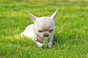 Hund auf dem Gras, der Gemüse isst