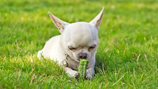 Hund auf dem Gras, der Gemüse isst