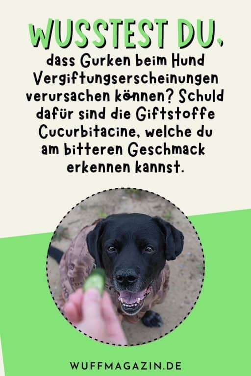 Sommer, Sonne und Hundeernährung Dürfen Hunde Gurken essen?