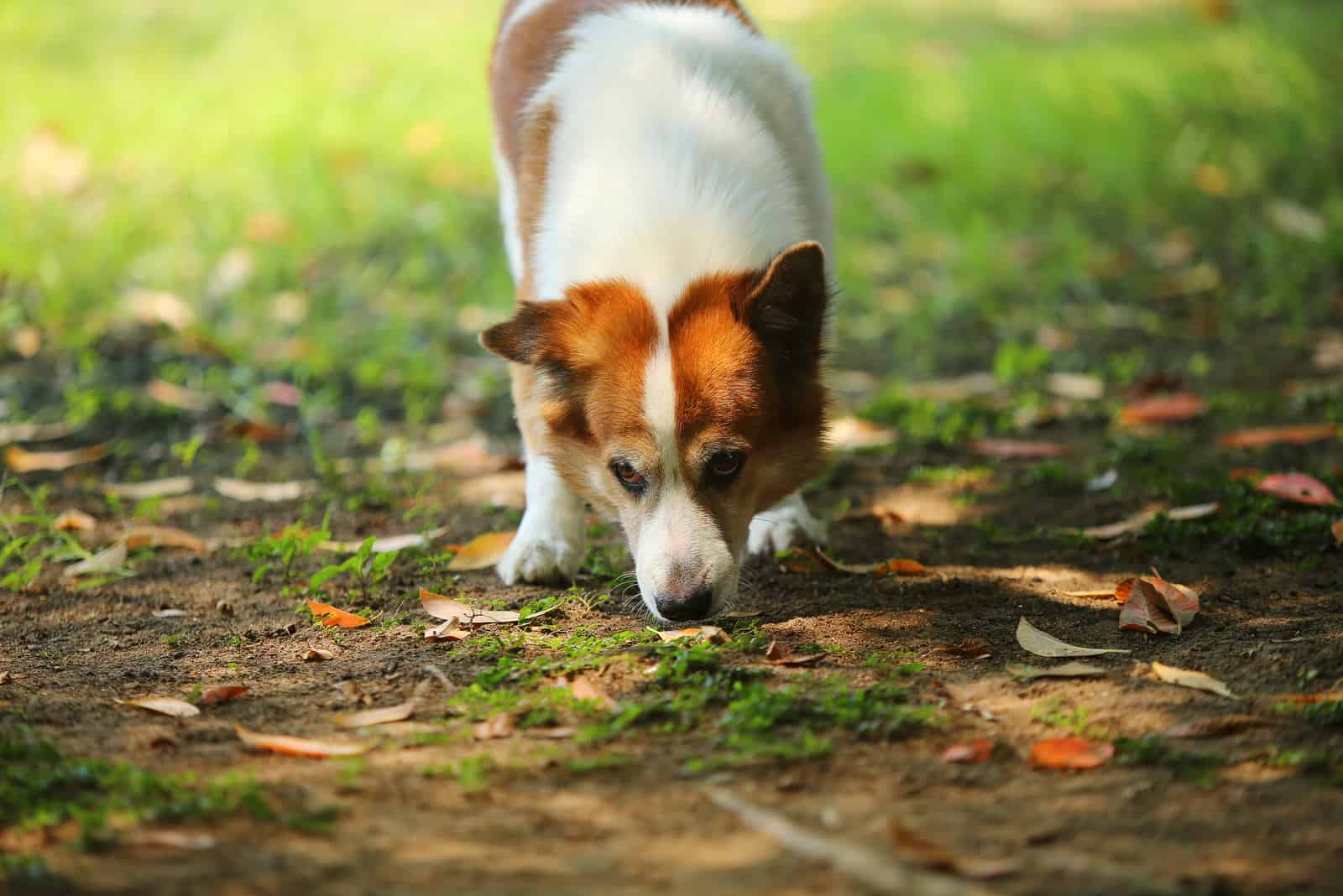 Thailändischer Bangkaew-Hundegeruch am Boden im Park
