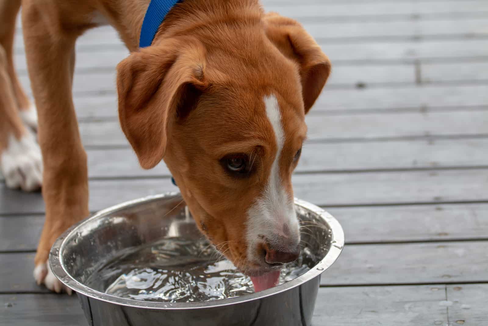 Trinkwasser des jungen Hundes