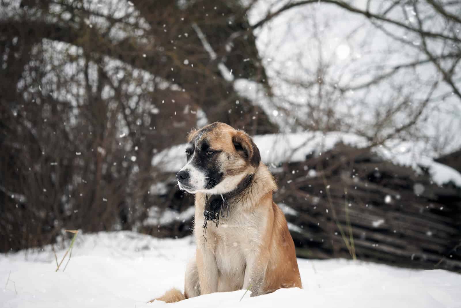 ein trauriger Hund sitzt im Schnee