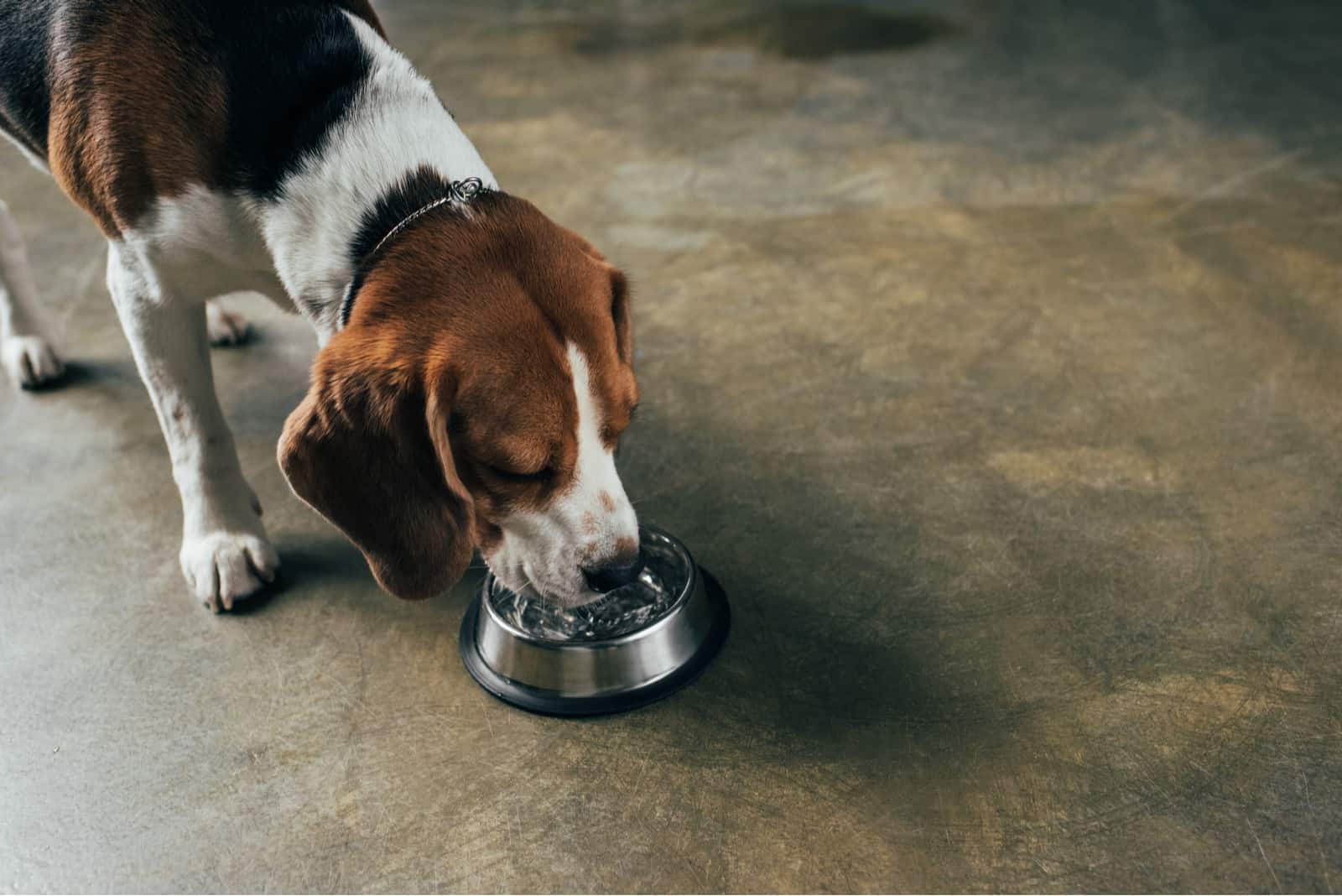 entzückendes Beagle-Hunde-Trinkwasser aus der Schüssel