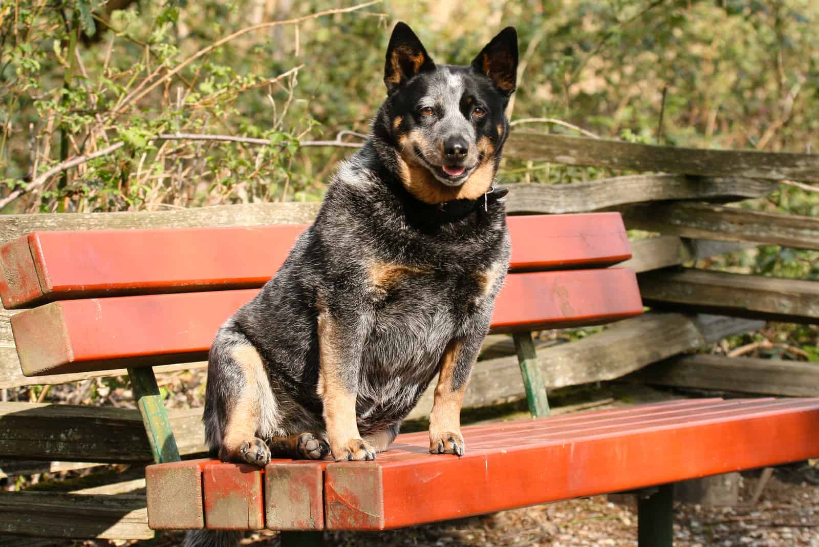 fetter Hund, der auf der Bank im Park sitzt