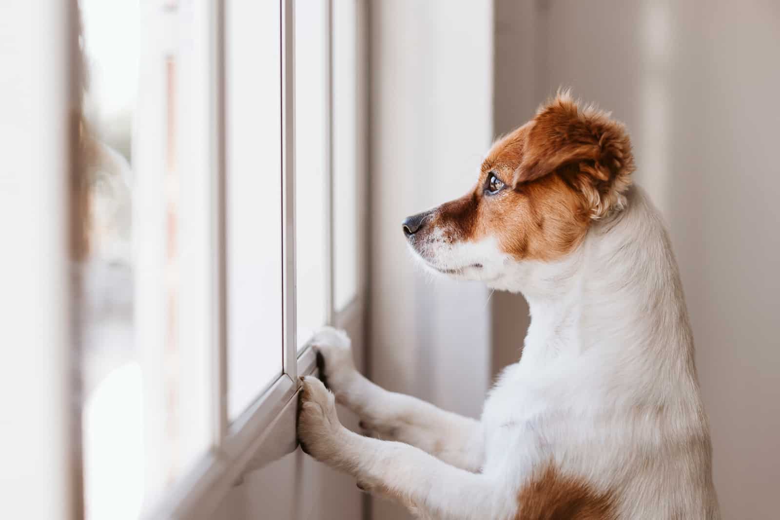 kleiner Hund, der auf zwei Beinen steht und am Fenster wegschaut
