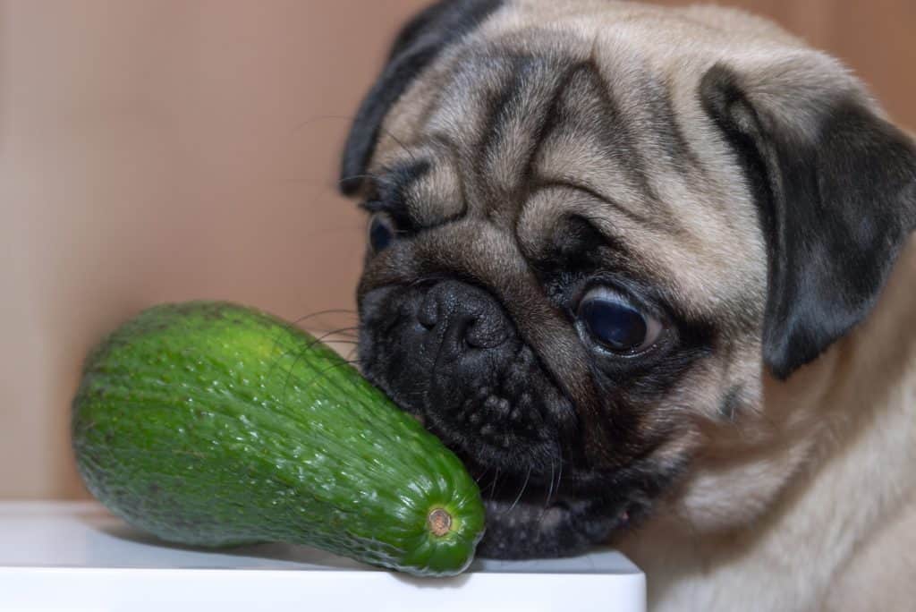 Dürfen Hunde Kartoffeln essen? Grundkenntnisse einer gesunden Ernährung